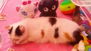 05-02-2026 Домик для принцессы.