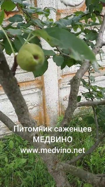 Окулировка в крону