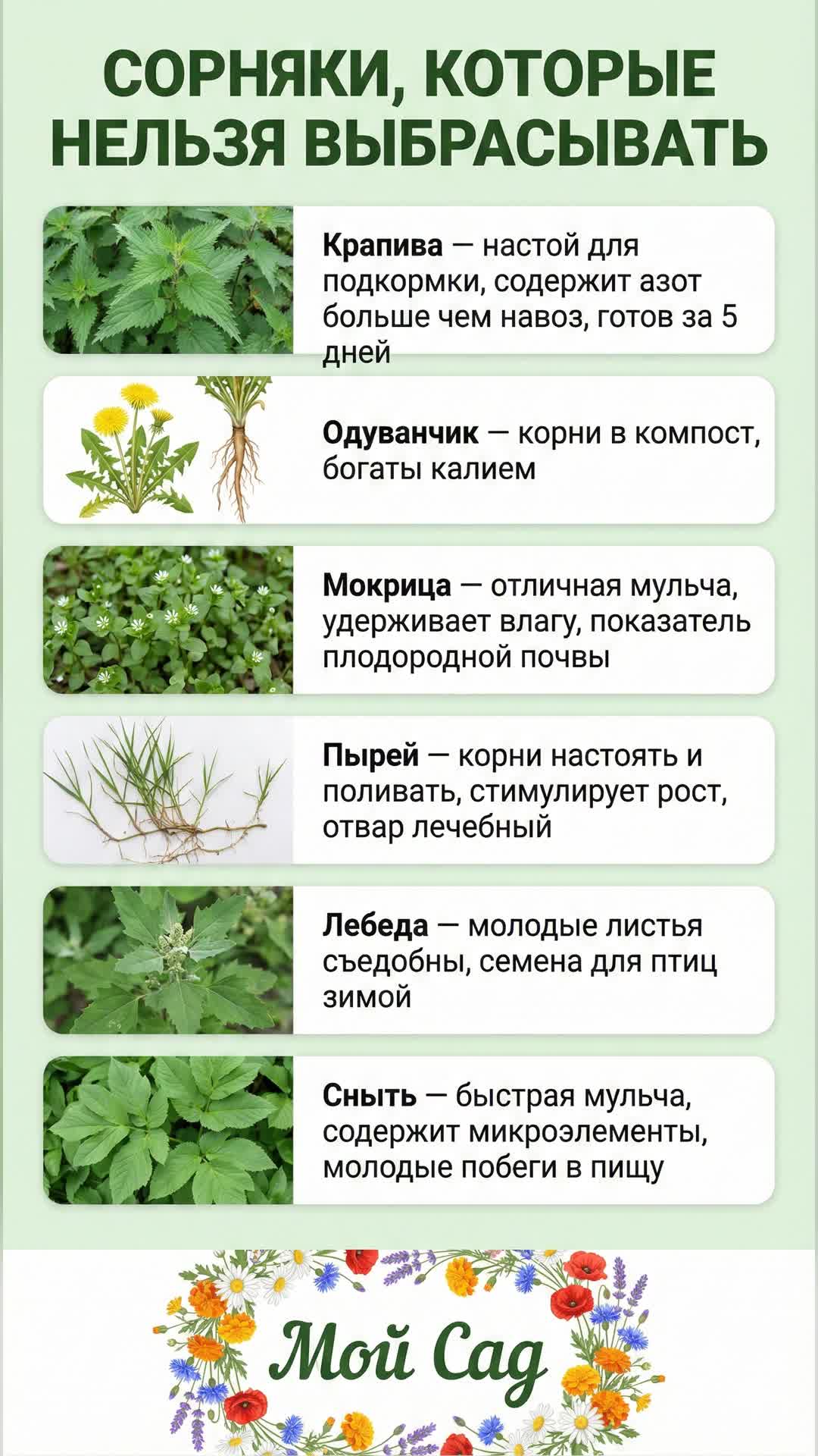 Полезные сорняки для вашего сада