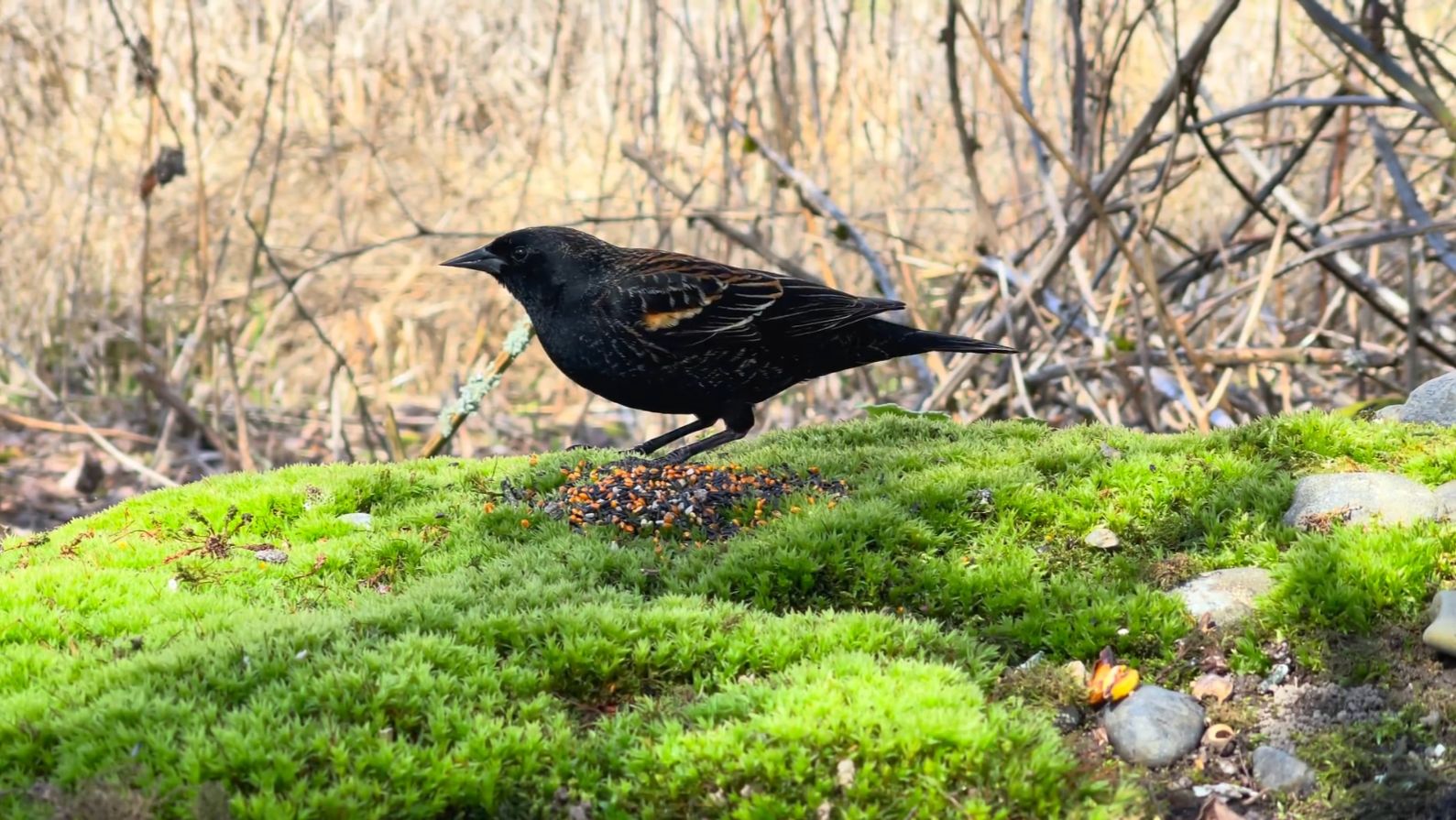 Симфония природы: Путь к гармонии Симфония природы: Путь к гармонии