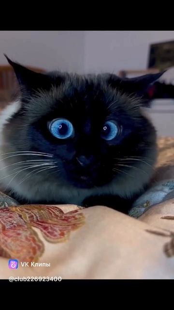 эти голубые глазки