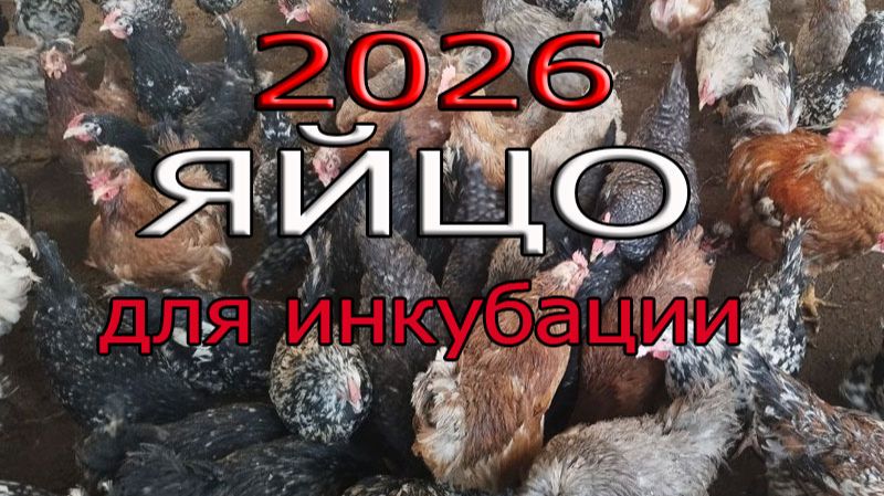 Инкубационное яйцо 2026 смотреть онлайн