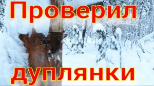 Лиса прошла по путику, обошлось холостая сработка ящика второй раз подряд соболь не идёт в капканы