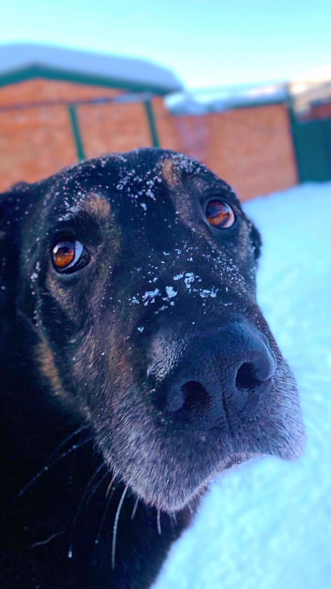 «Го играть!»😎🐾⚡ ❥ Приют в Малинках #приютдляживотных