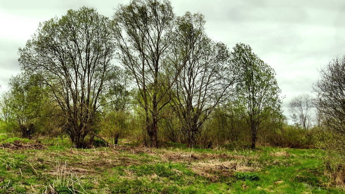 Начало мая. Зелень скрывает старую сухую траву.