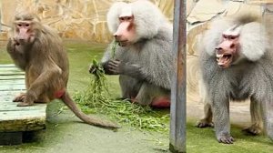 ЖЛОБэо держит своих ГАМАДРИЛОВ в СТРАХЕ! Джуля пробует тактику Мани. ЗАБЕРИТЕ Лоренцо в РАЙ к ЛЮСЕ!