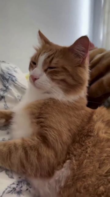 Кот помогает убаюкивать ребёнка смотреть онлайн