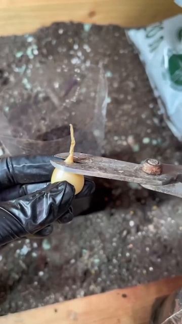 Посадка лука на зелень дома