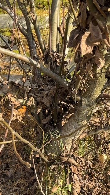 Привет, бабуль! Грецкий орех осень-зима #shorts