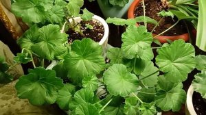 Реанимация Пеларгонии в зимний период