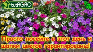 ПОСЕВ ПЕТУНИИ: 100% всхожесть! Как сеять петунию: простая подготовка. Петуния 2026: лучший посев.