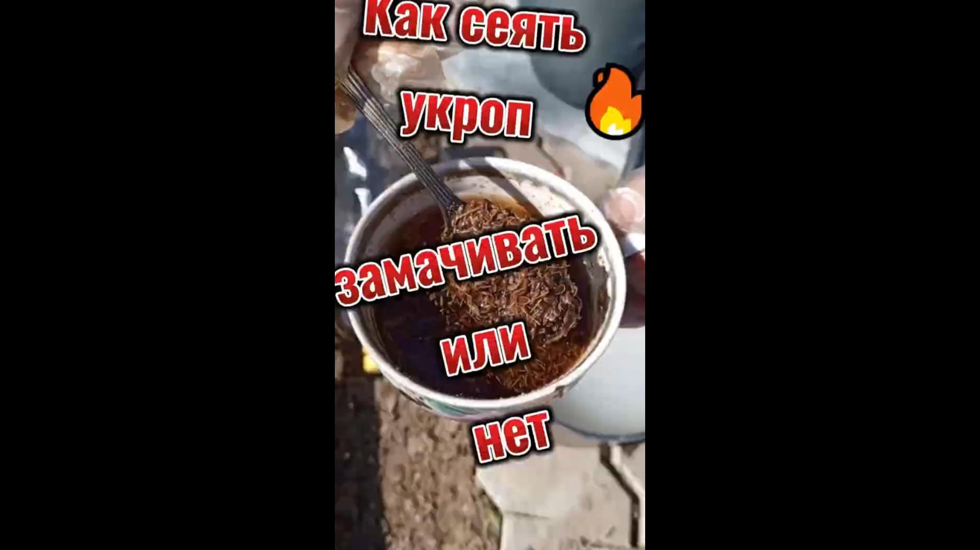 🔥 Как сеять укроп? Замачивать или нет? 🔥 Как сеять укроп? Замачивать или нет?