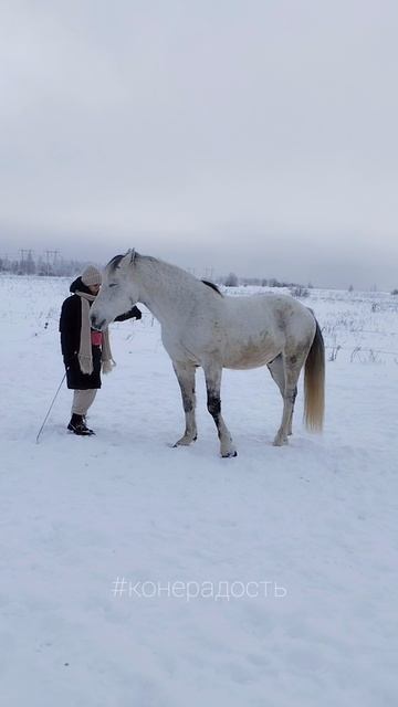 Алиса и Фаир. Конерадость. фрагмент занятия на свободе