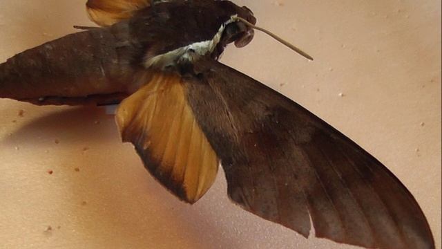 БРАЖНИКИ: 677. Gnathothlibus dabrera