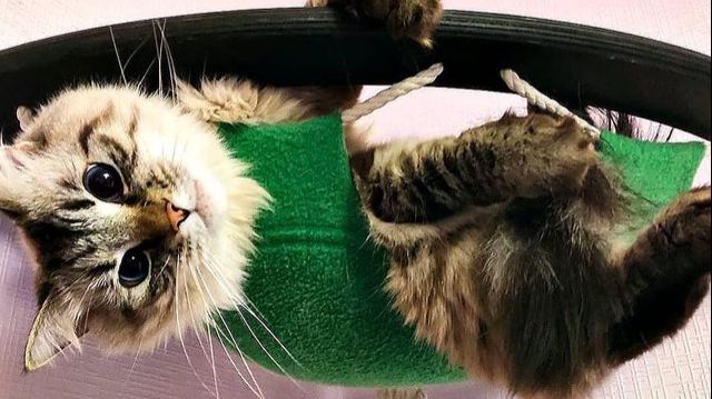 Кошки живут здесь и сейчас