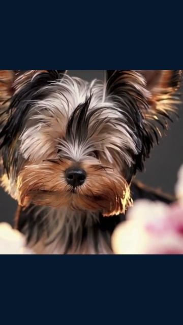 #милыещенки #смешныещенки #щенки #щенячьярадость #друзьяначетырехлапках