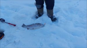 Мороз и солнце, день чудесный...Клёвое место, Лосиный остров, верхний водоём.
