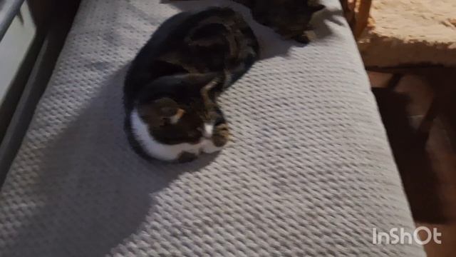 Дом, где живёт много котов и счастье