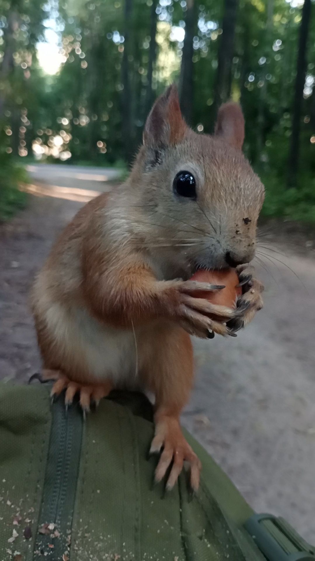 Как белка вскрывает орех. Август 2023