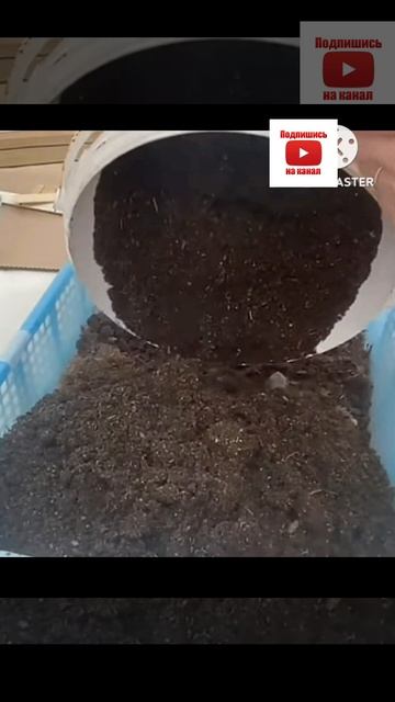 5 правил успешной рассады перца.