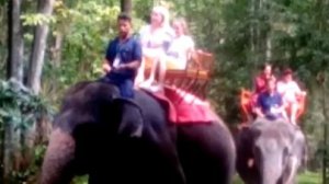 Катание на слонах