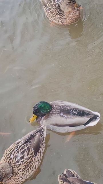 Морозный день