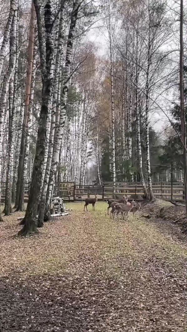 Пятнистые олени #земнойирий #лосиныйостров #пятнистыеолени #олени #животные