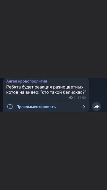 будет реакция разноцветных котов