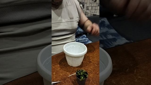 Хищное растение.Венерина мухоловка