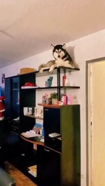 А у тебя собака или кот😂 смотреть онлайн