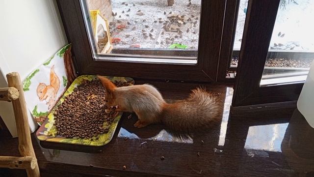 белка белая полоска