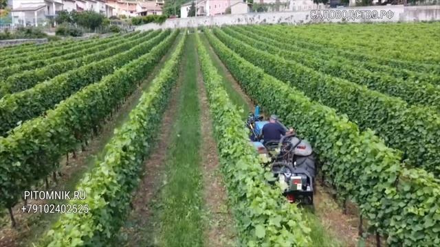 Пневматический листорез -дефолиатор удалитель листьев в виноградниках