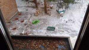 белки бегут со всех сторон