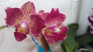 Цветение орхидей в феврале 2026г.