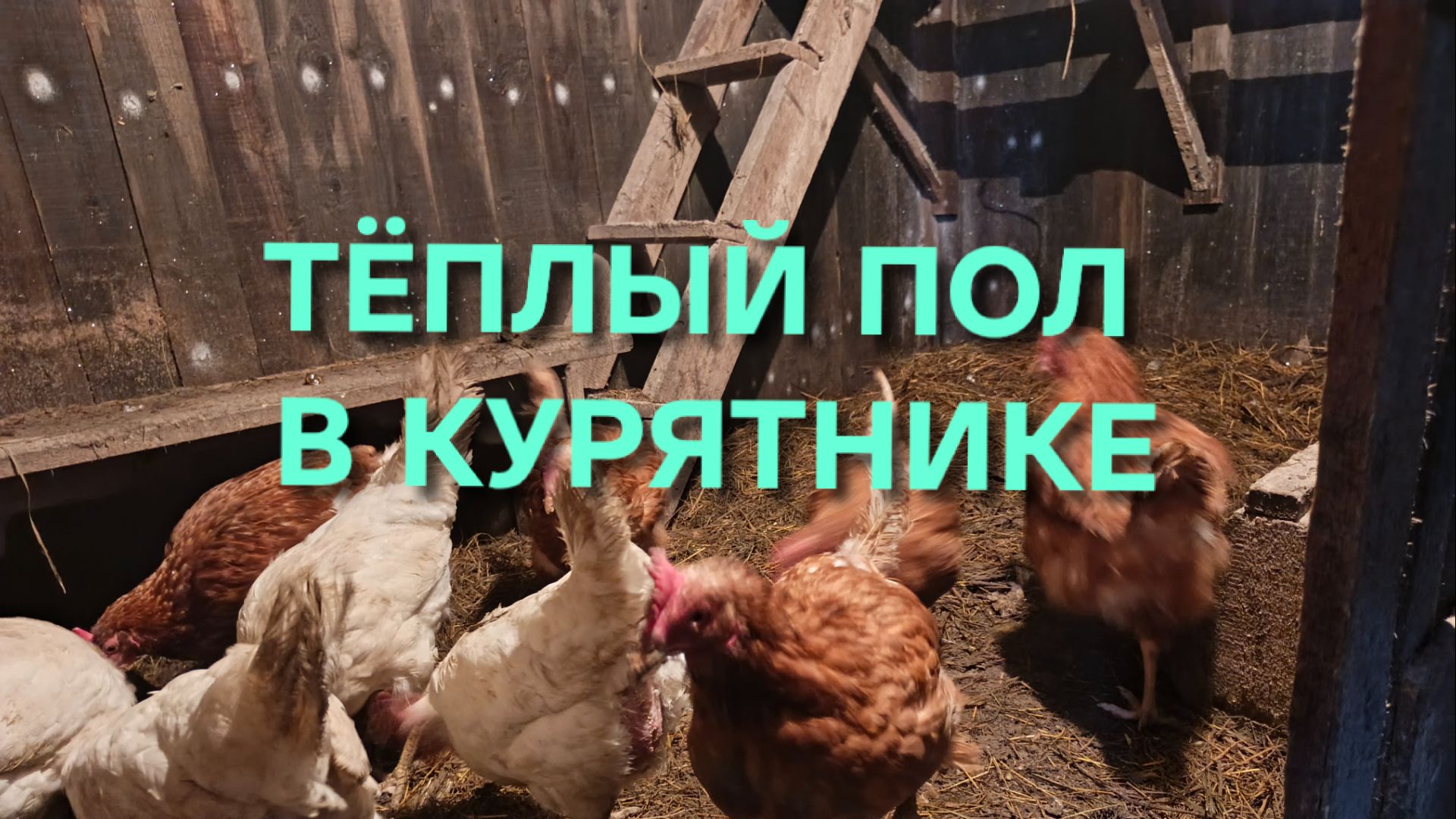 Самый теплый пол в курятнике