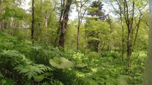 Летний поиск и сбор металла в зелёном раю металлиста