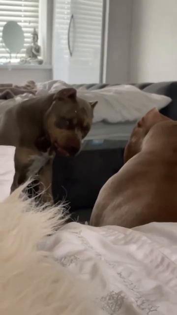 video_11580253101899.mp4