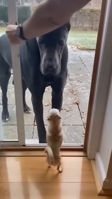 Подстава от хозяина🤣