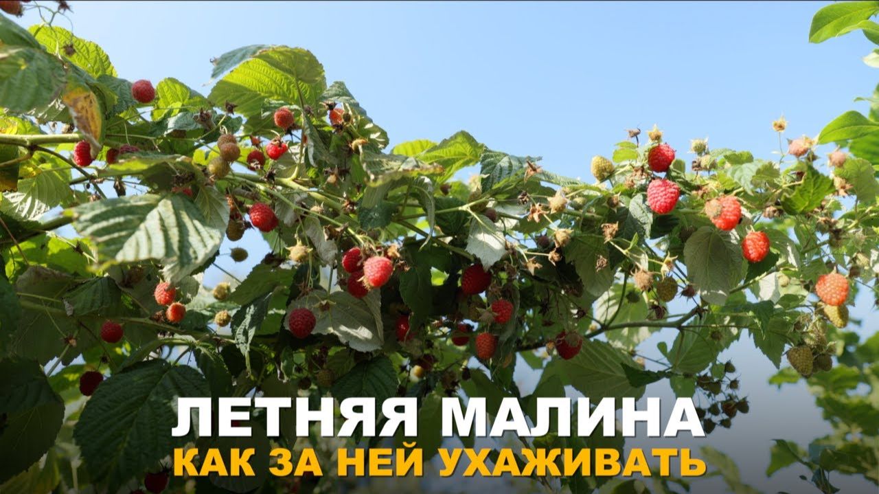 КАЛЕНДАРЬ УХОДА ЗА МАЛИНОЙ НА ВЕСЬ СЕЗОН. Подкормки и уход за летней малиной. КАЛЕНДАРЬ УХОДА ЗА МАЛИНОЙ НА ВЕСЬ СЕЗОН. Подкормки и уход за летней малиной.