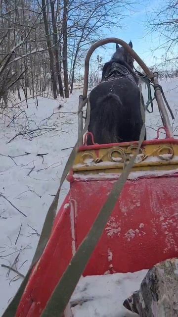 Догружаю до работы орловскую кобылку