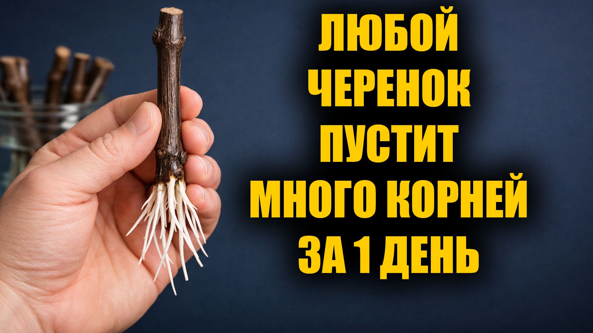 Как укоренить любой черенок за 1 день! Рабочий способ укоренения любых черенков смотреть онлайн