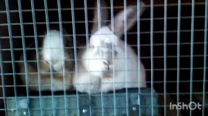 InShot_20260205_113712628.mp4