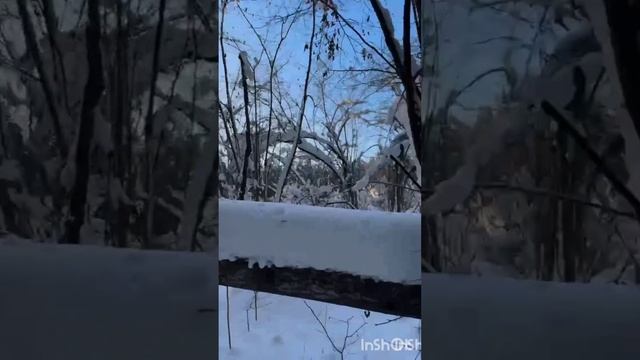 Мороз и магия❄️Зимний мир в деталях🌬#зима #снег #мороз #Подмосковье #Россия #Январь #февраль #холод смотреть онлайн