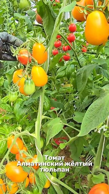 Томат Алматинский жёлтый тюльпан смотреть онлайн