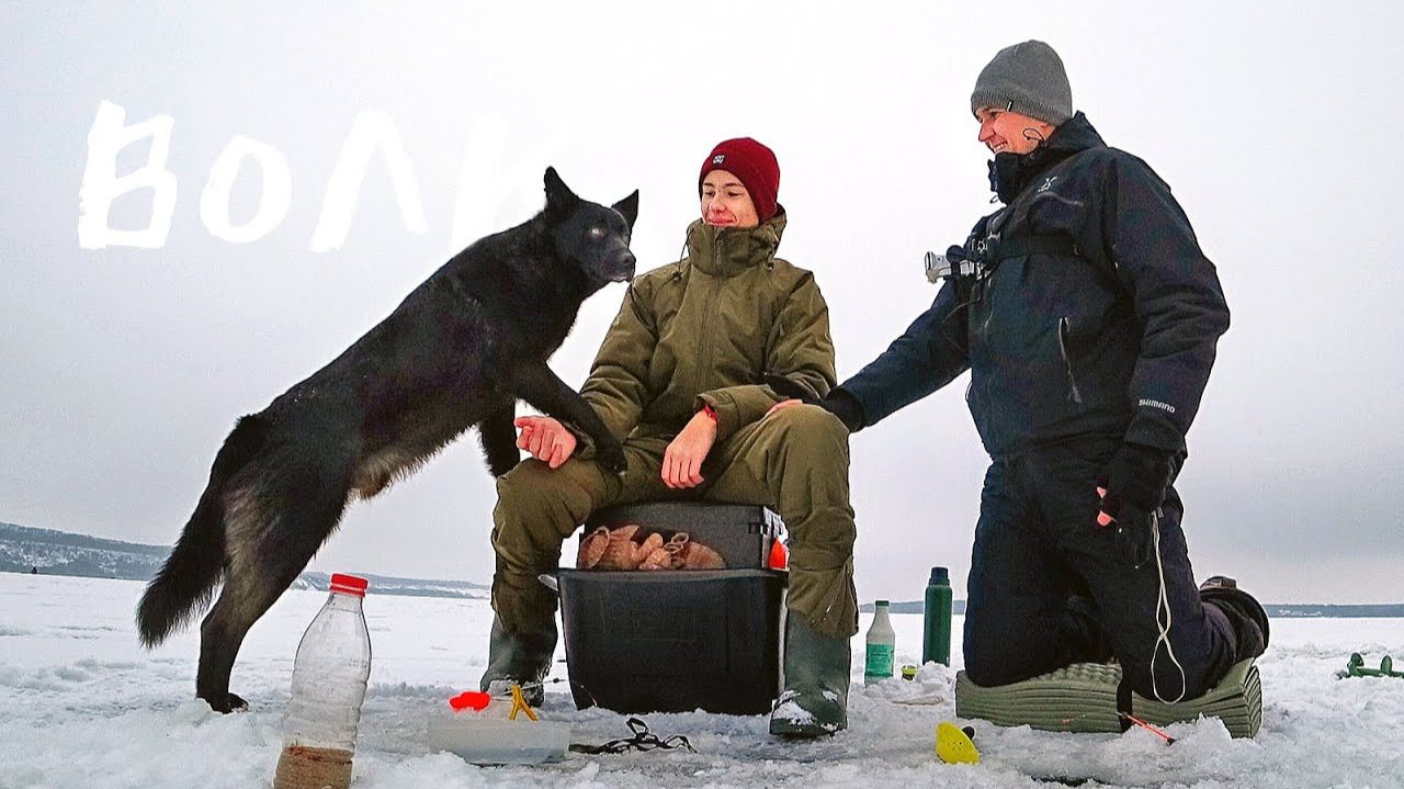На рыбалке к нам пришел Волк! Прикормка супергейзер. Ловим Леща и Плотву! Рыбалка с сыном смотреть онлайн