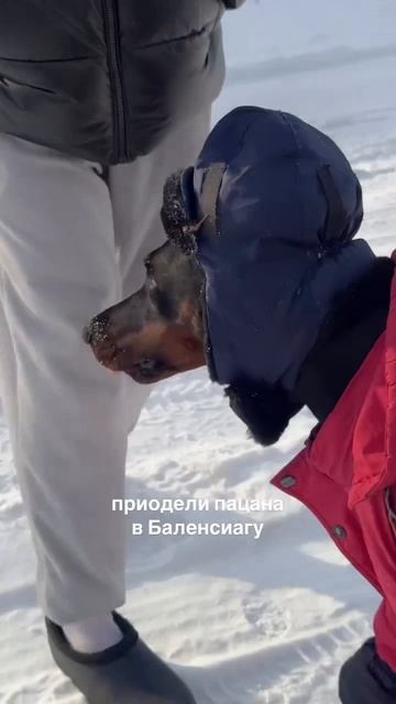 «Был доберман, стал Добрыня»: породистый красавец доберман переехал в деревню смотреть онлайн