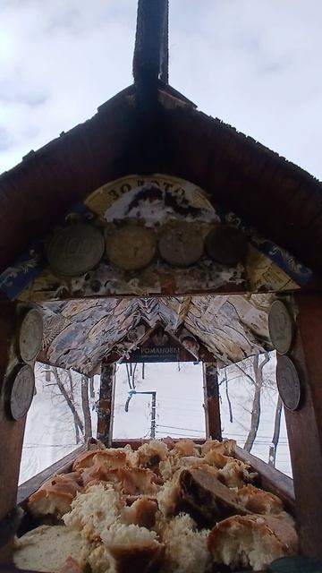 1000009536.mp4Кормушка.05.02.2026г.