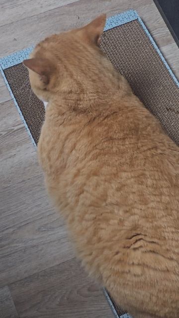 Котик очень любит эту когтедралку❤️