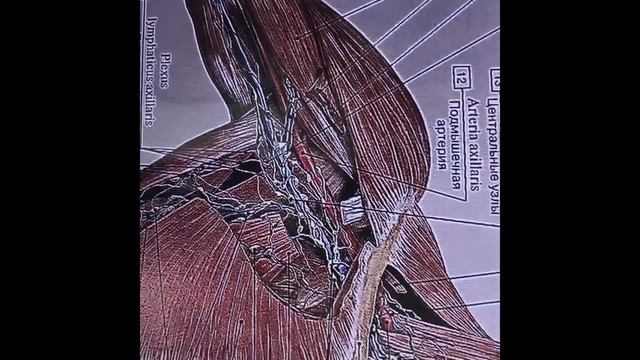 Лимфатический массаж подмышечных лимфатических узлов при заболеваниях кожи и суставов рук.