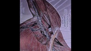 Лимфатический массаж подмышечных лимфатических узлов при заболеваниях кожи и суставов рук.